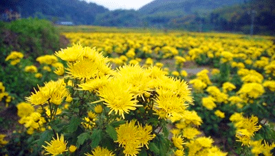 10月 菊花_.jpg