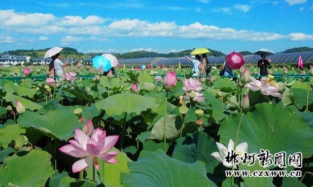 Enjoy Flowers & Take Photos in Lotus F