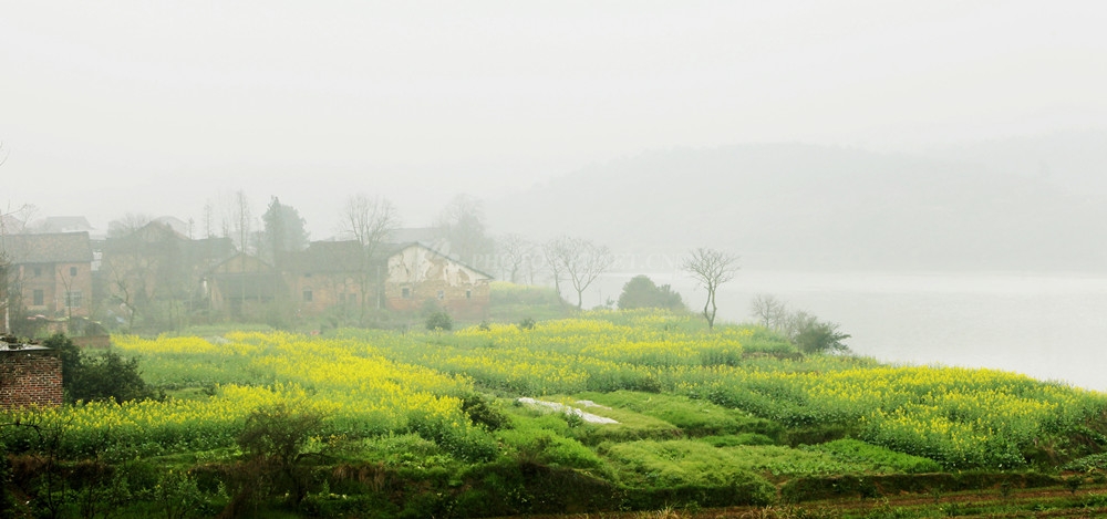 Fog in the Morning of Spring.jpg