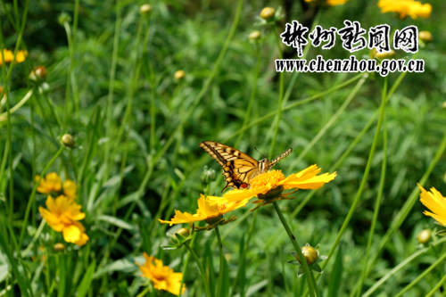 Coreopsis 1.jpg