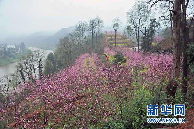 Beautiful Anren "Peach Flower Ro