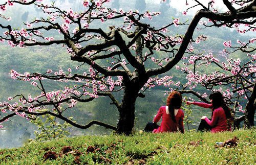 龙泉山桃花会.jpg