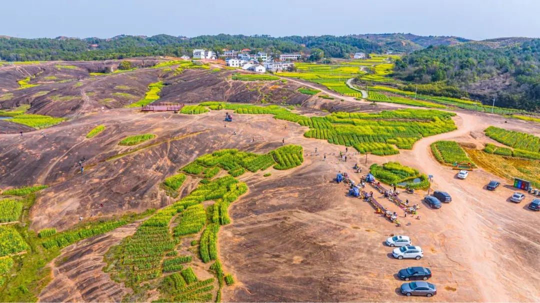 Blooming cole flowers attract tourists