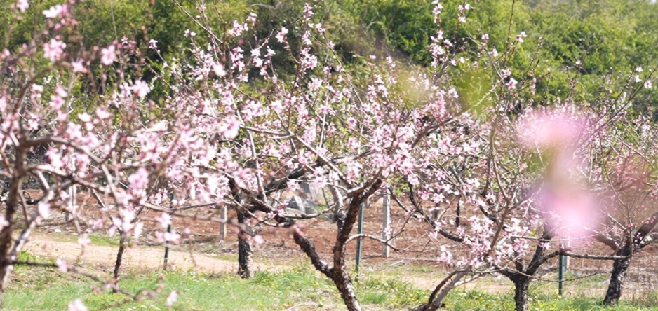 Peach blossom festival to kick off