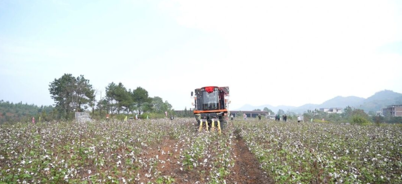 Agricultural machines help harvest cottons