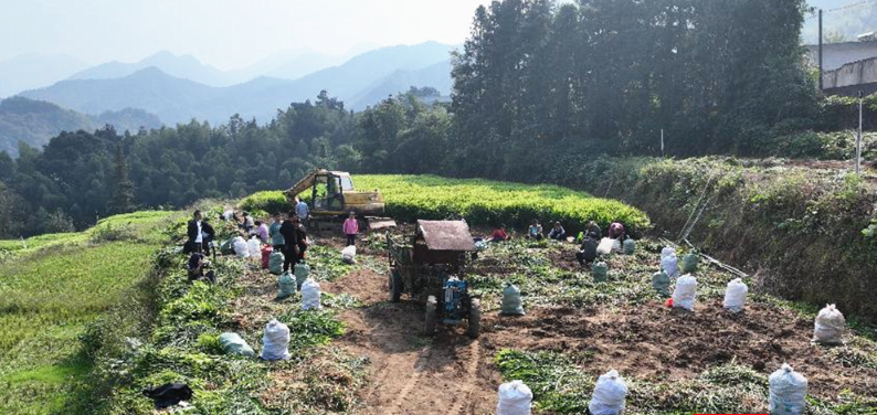 Small yellow ginger fattens villagers’ wallets