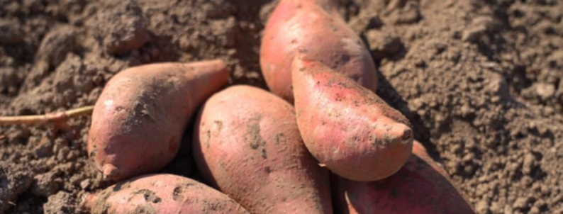 Villagers busy harvesting sweet potatoes